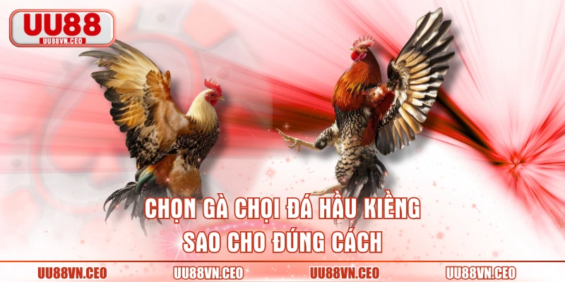 Chọn gà chọi đá hầu kiềng sao cho đúng cách