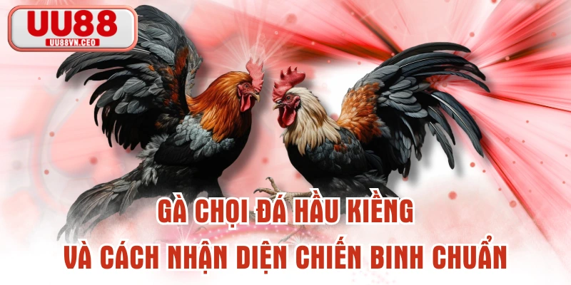 Gà Chọi Đá Hầu Kiềng Và Cách Nhận Diện Chiến Binh Chuẩn