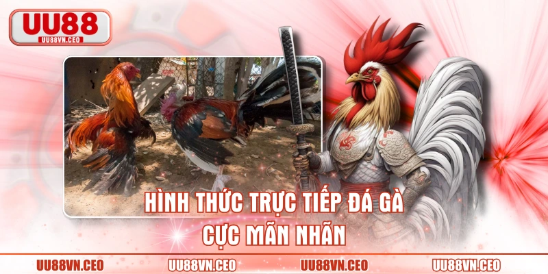 Hình thức trực tiếp đá gà cực mãn nhãn
