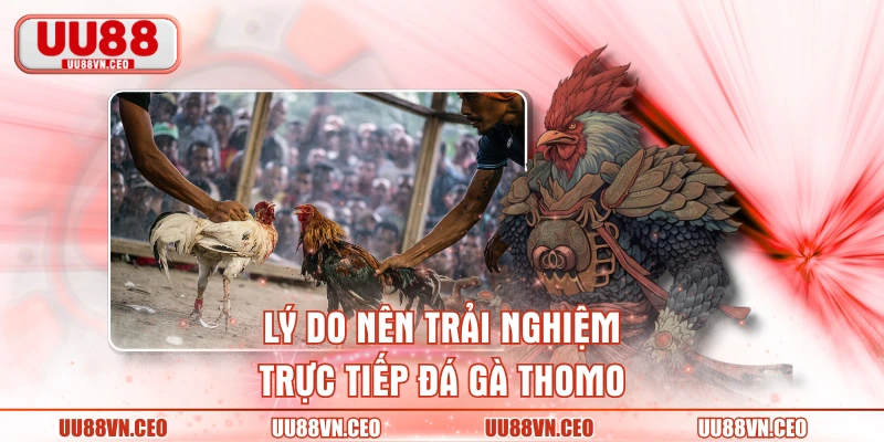 Lý do nên trải nghiệm trực tiếp đá gà Thomo