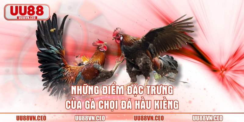 Những điểm đặc trưng của gà chọi đá hầu kiềng