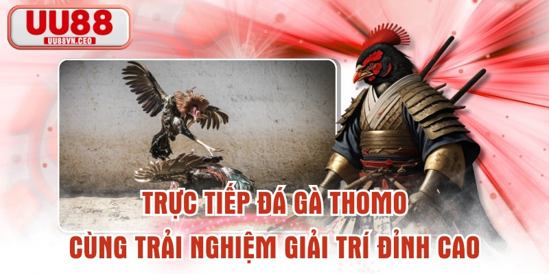 Trực Tiếp Đá Gà Thomo Cùng Trải Nghiệm Giải Trí Đỉnh Cao